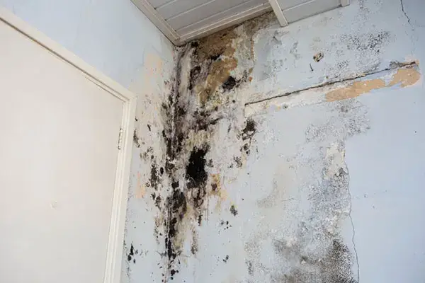 Mold Removal & Environmental Restoration Newport Beach